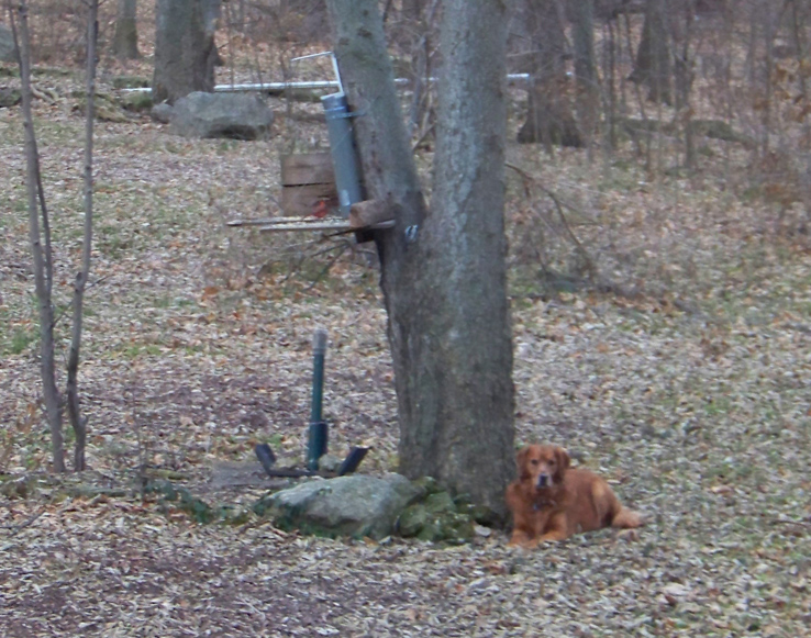 Parker Protecting Feeder With Brown Dog Lying